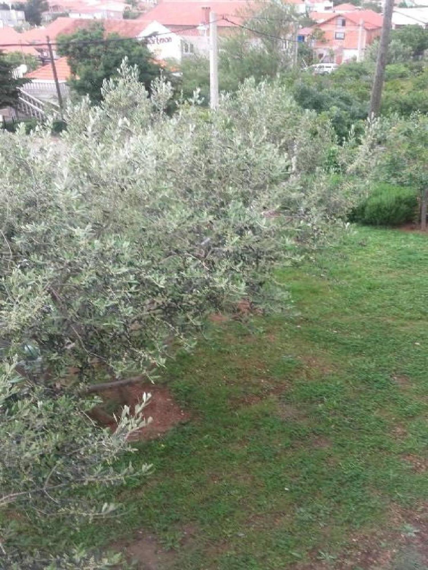 Apartments Smilje I Maslina Gornji Karin Værelse billede